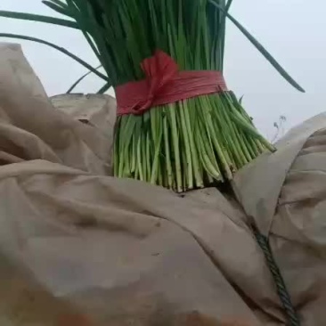 韭菜