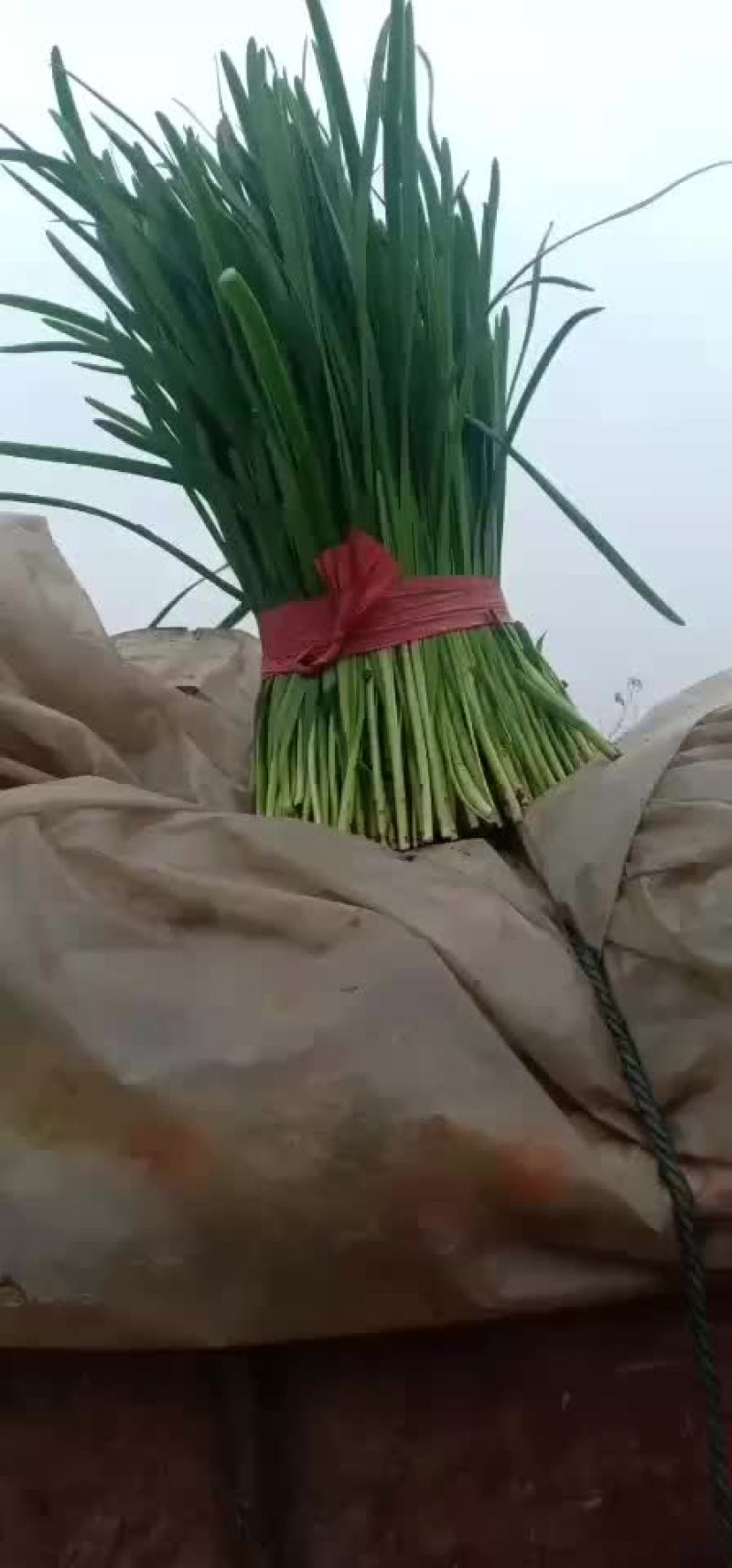 韭菜
