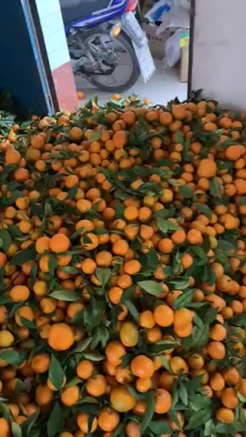 蜜桔