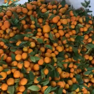 蜜桔