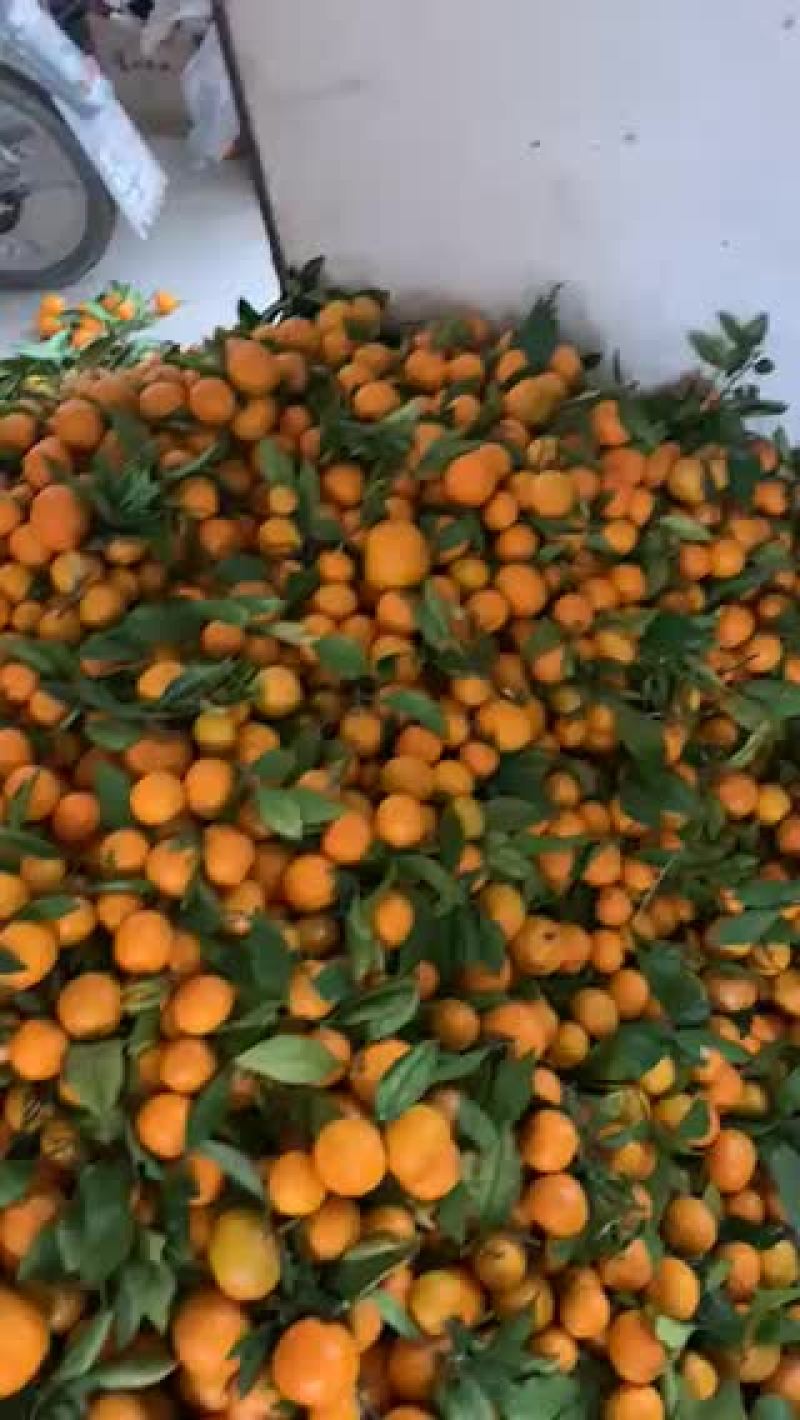 蜜桔