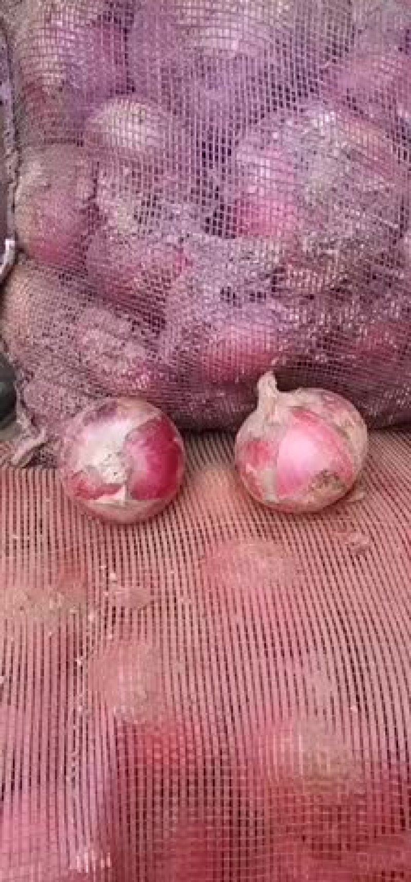 洋葱聊城二红洋葱。6.1号大量现货供应