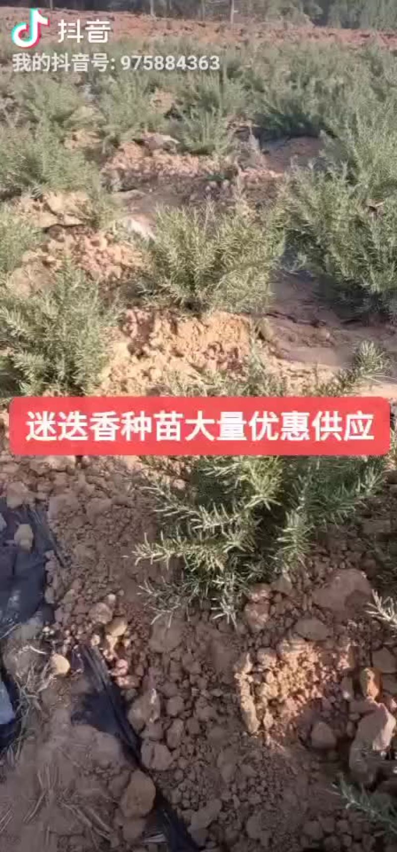 迷迭香
