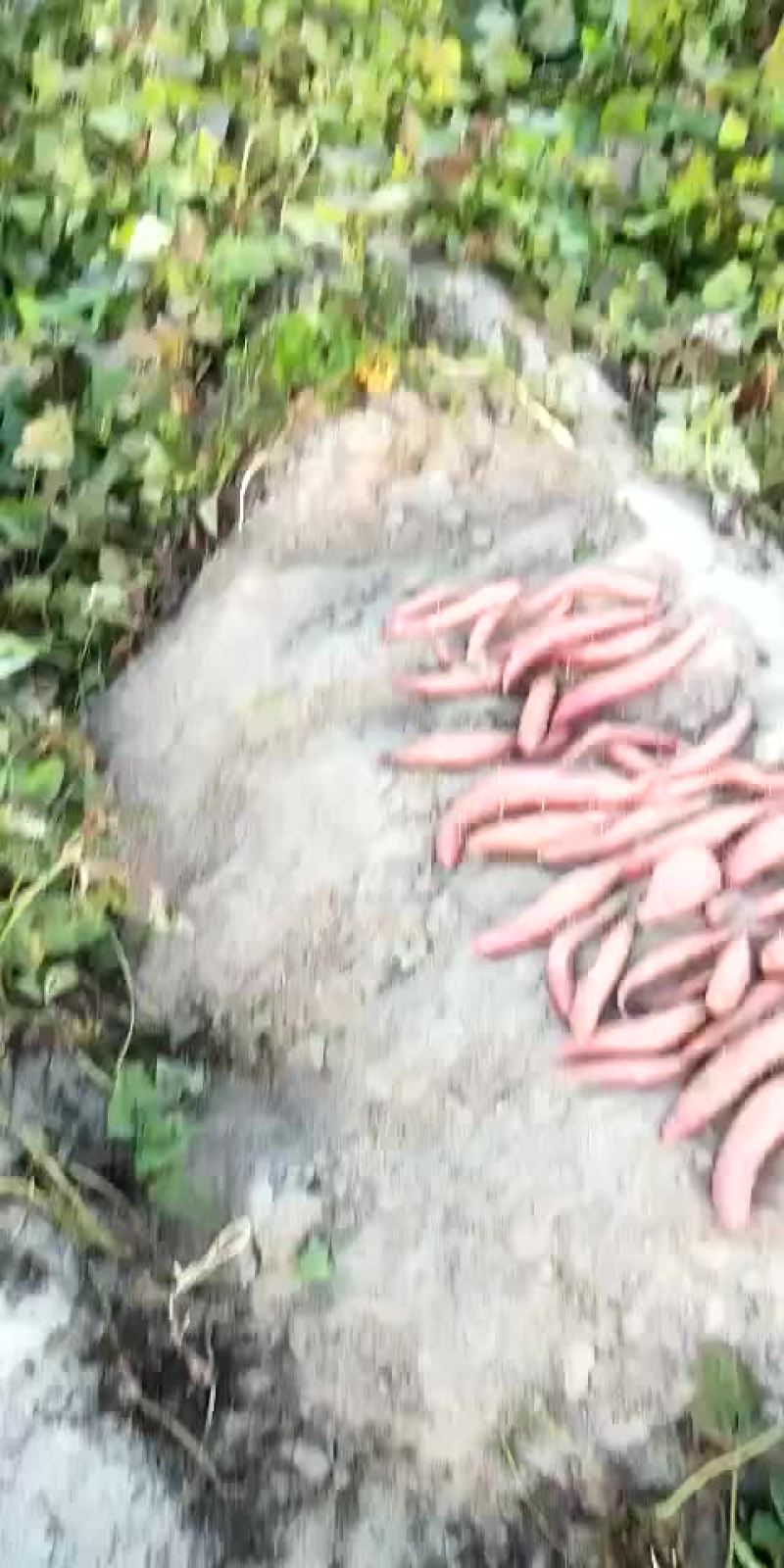 西瓜红