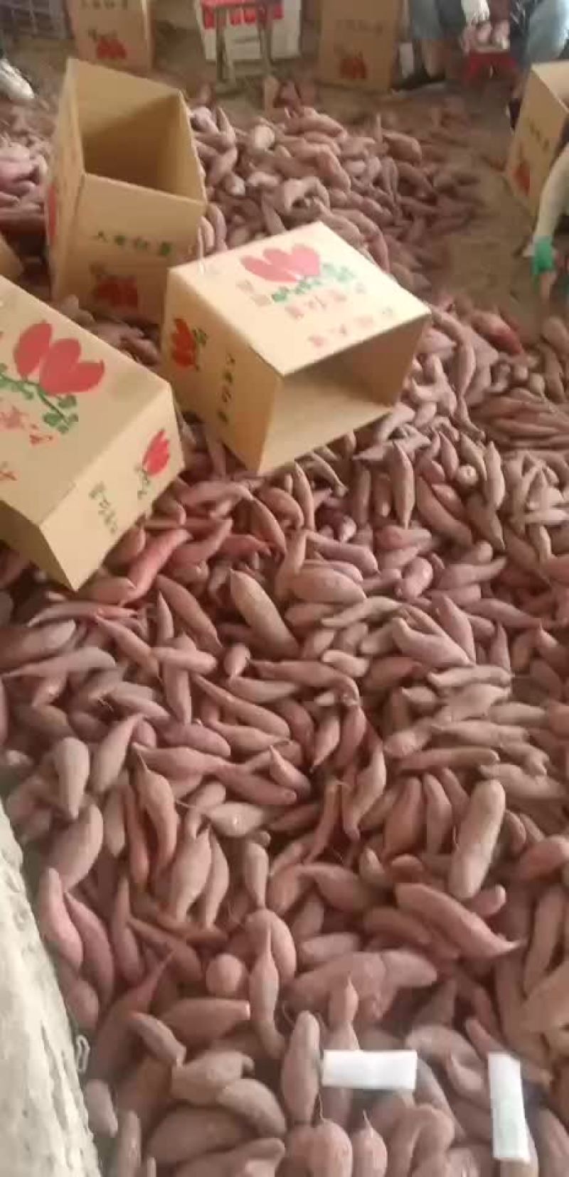 西瓜红