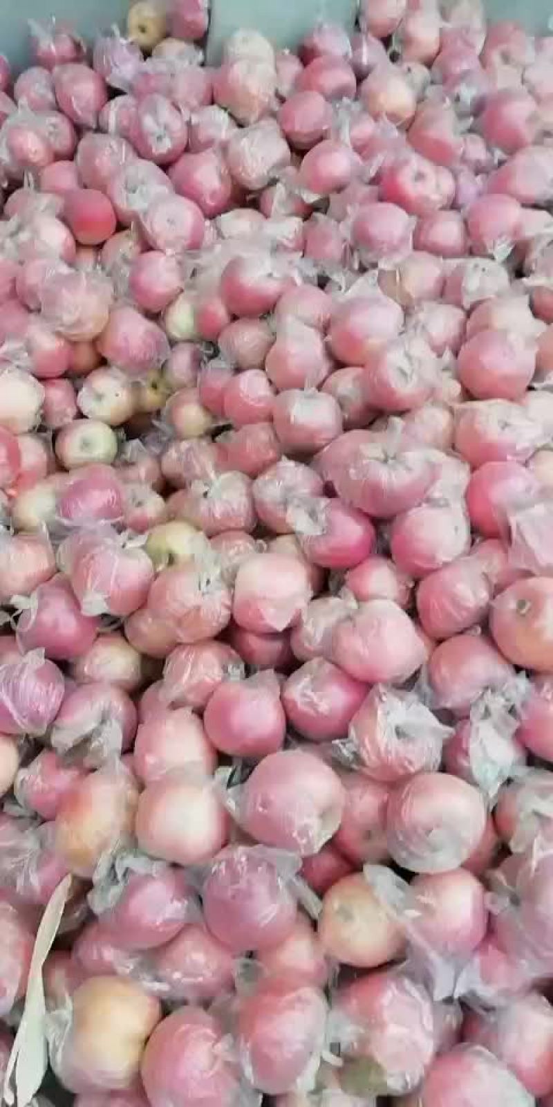 纸加膜富士熟了，口感好，欢迎客户前来选购