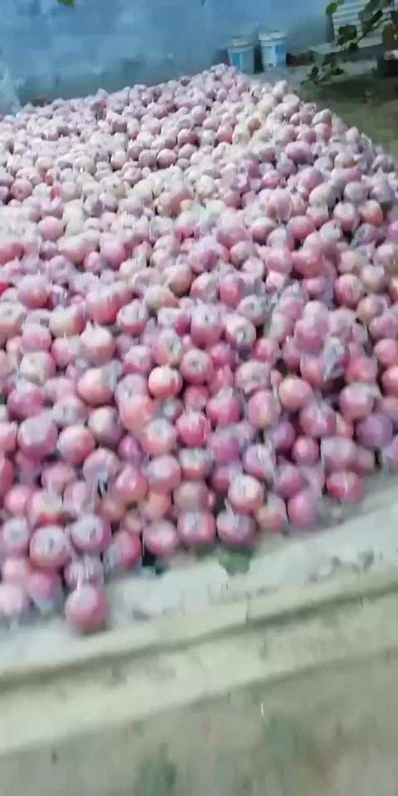纸加膜富士熟了，口感好，欢迎客户前来选购