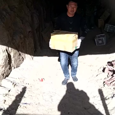 商薯19窖存大量出窖