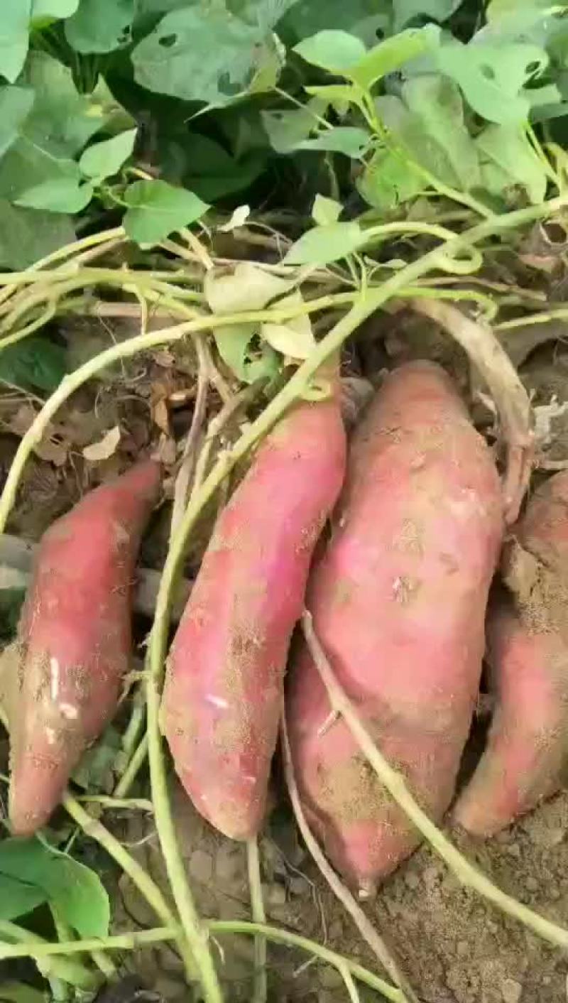 商薯19窖存大量出窖