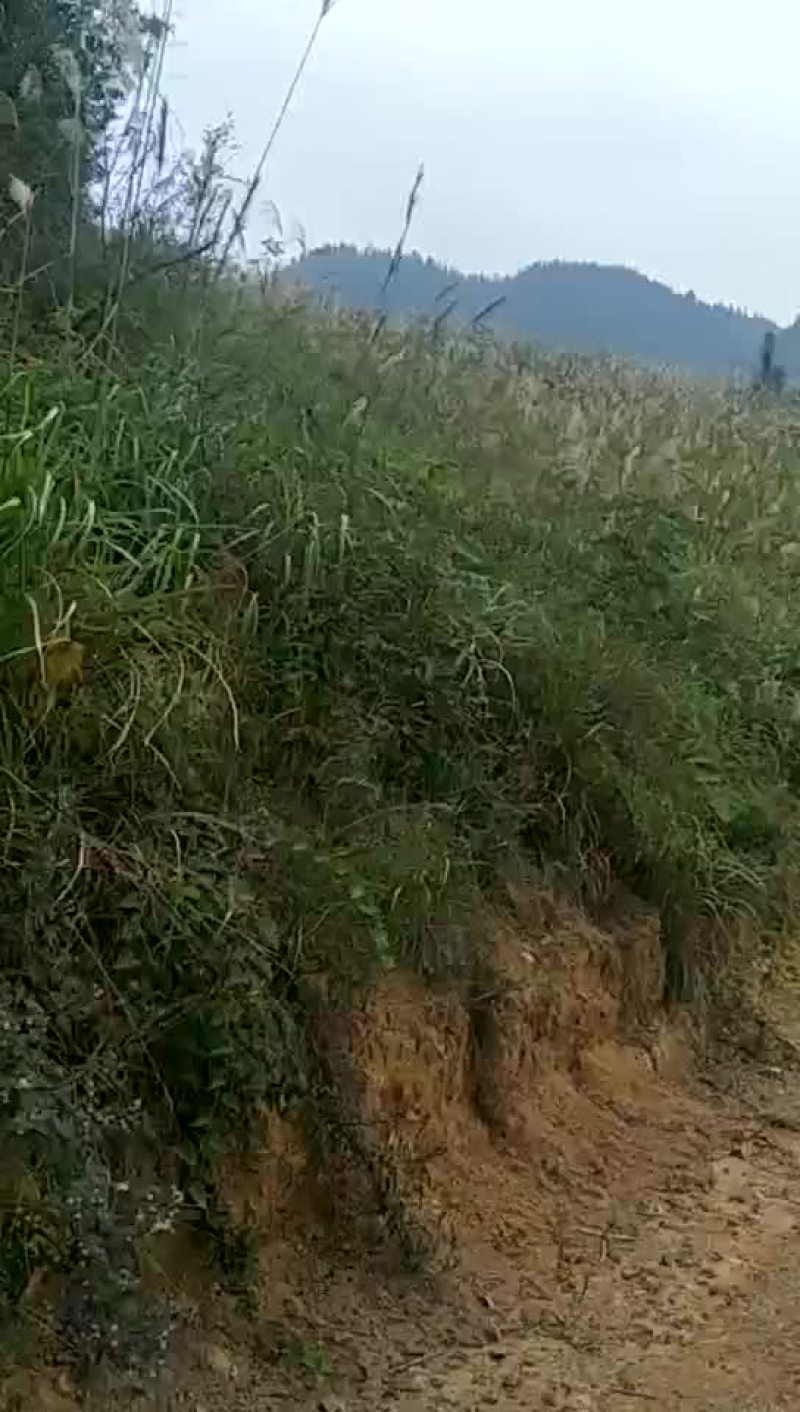 荒地出租