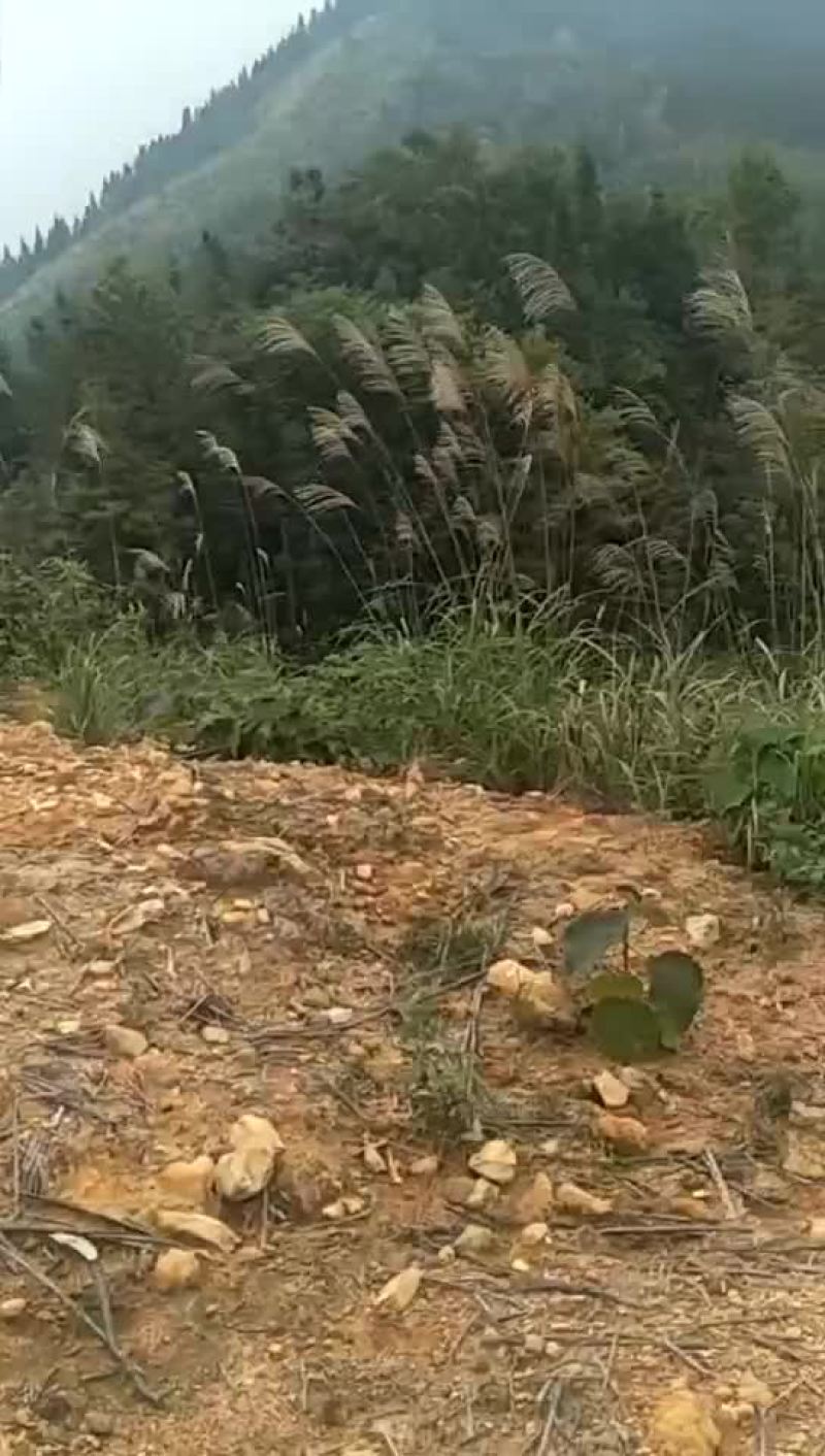 荒地出租