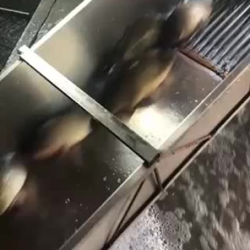 垂钓镜鲤鱼