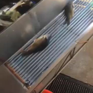 净鲤