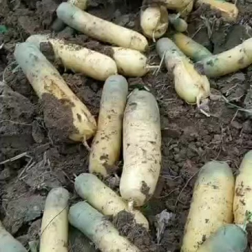 夏县特产大量次胡萝卜上车价一毛二