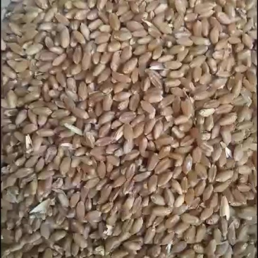 小麦