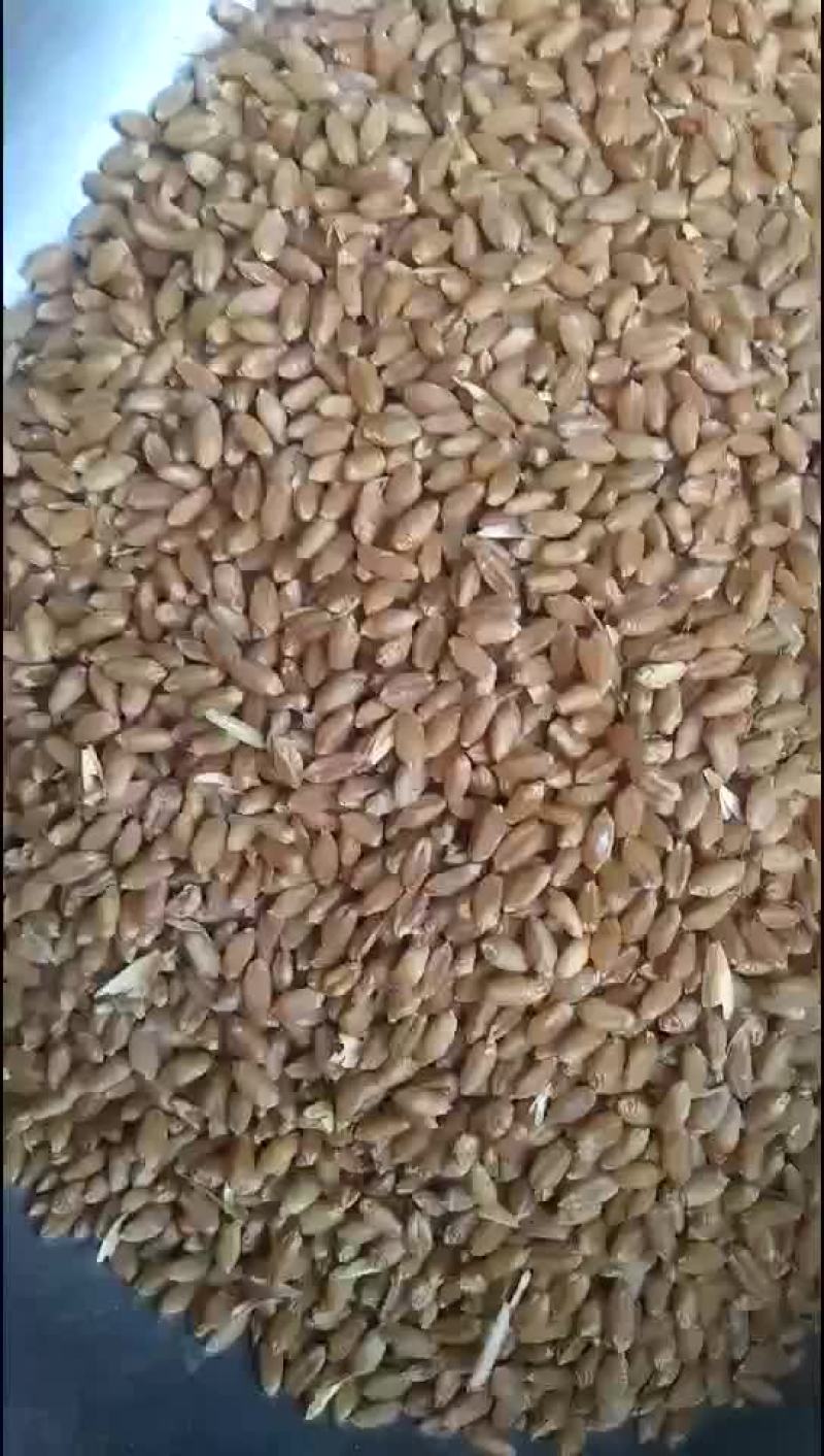 小麦