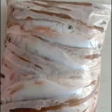 马口鱼