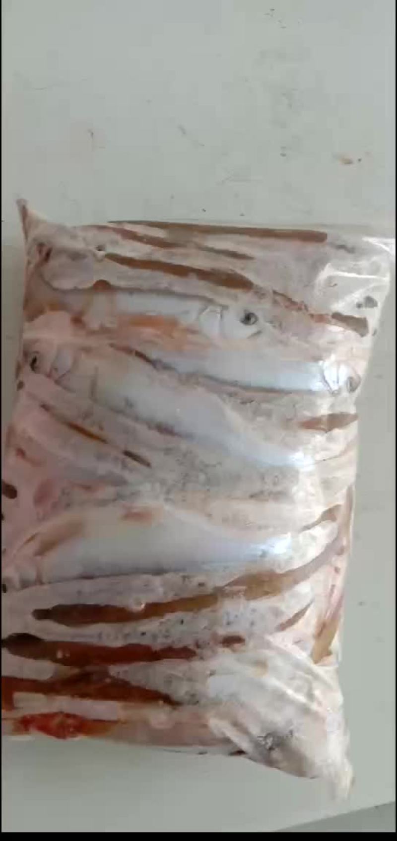 马口鱼