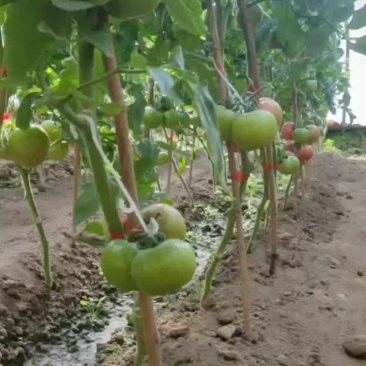 西红柿不催熟富硒基地直供