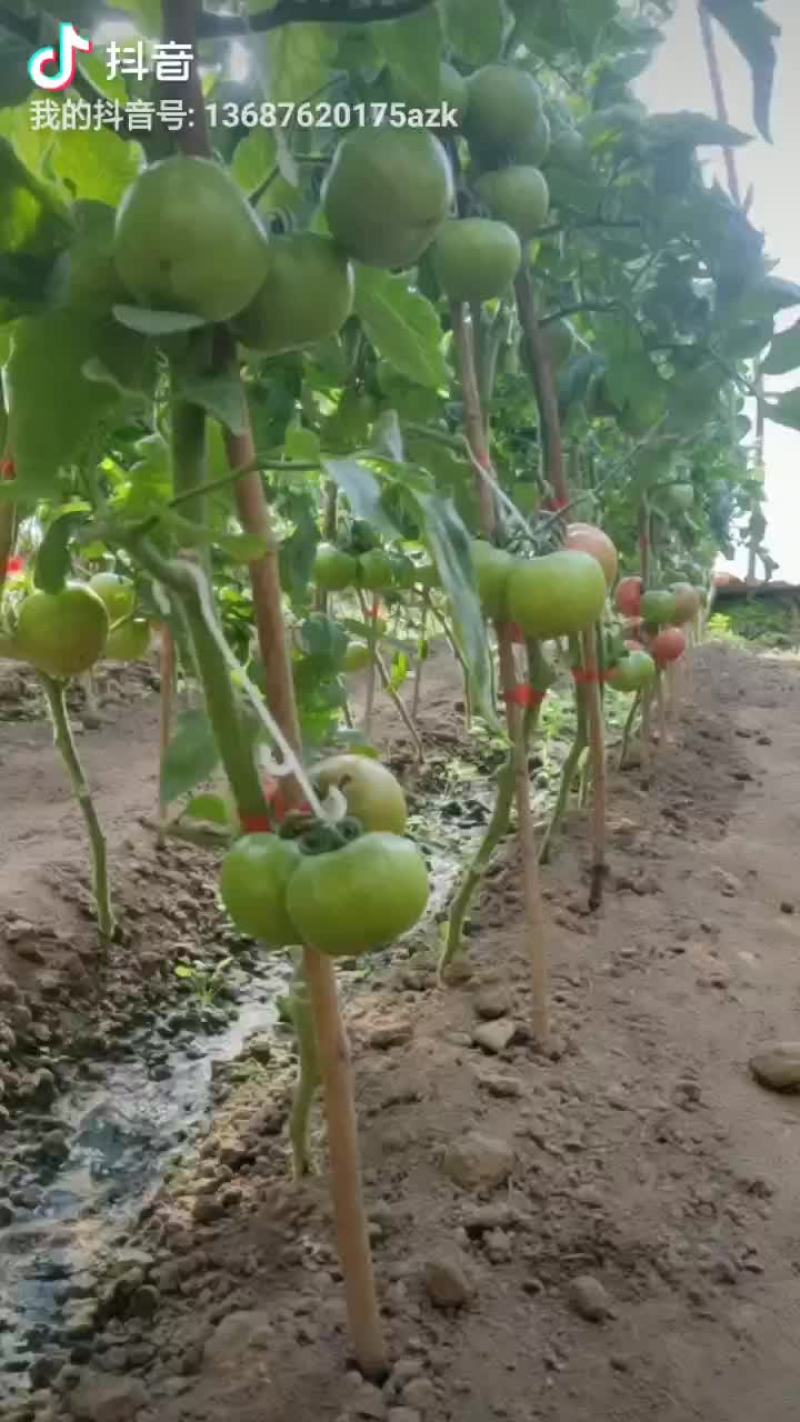 西红柿不催熟富硒基地直供