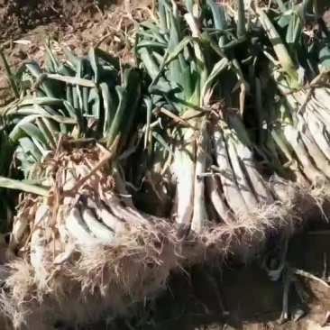 铁杆大葱