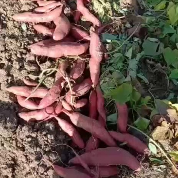西瓜红烟薯烤红薯专用