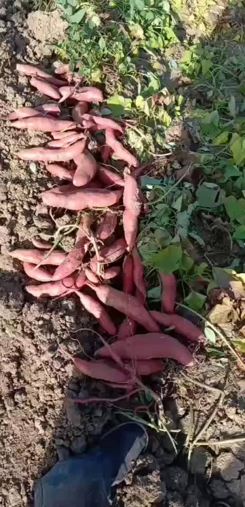 西瓜红烟薯烤红薯专用