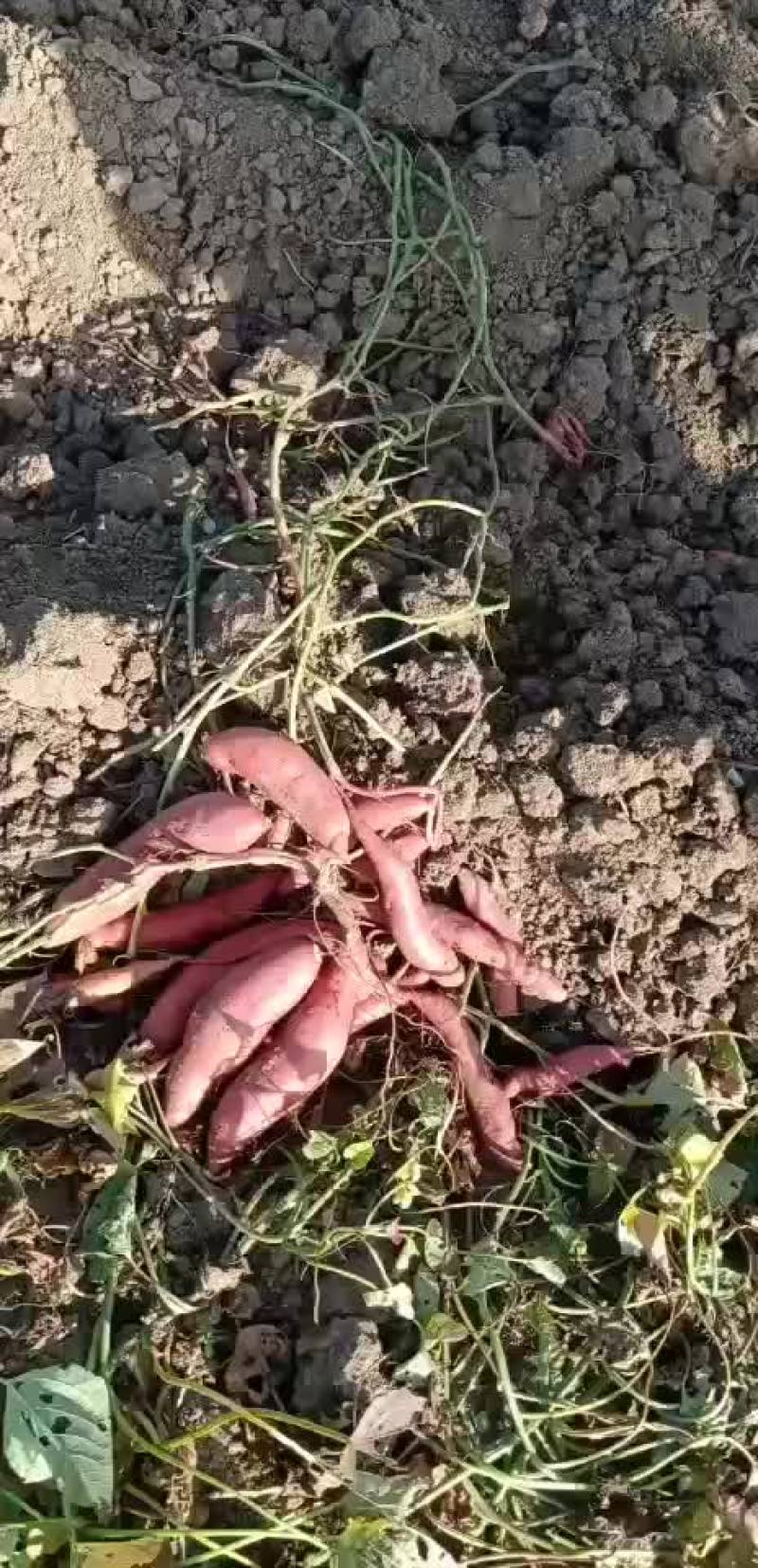 西瓜红烟薯烤红薯专用