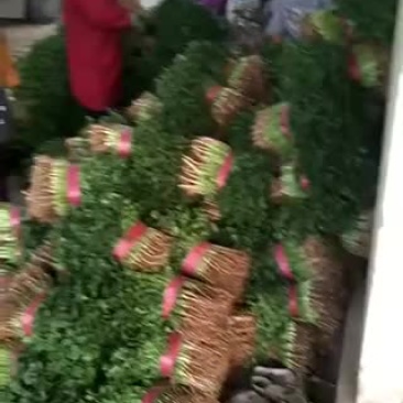 叶菜类香菜