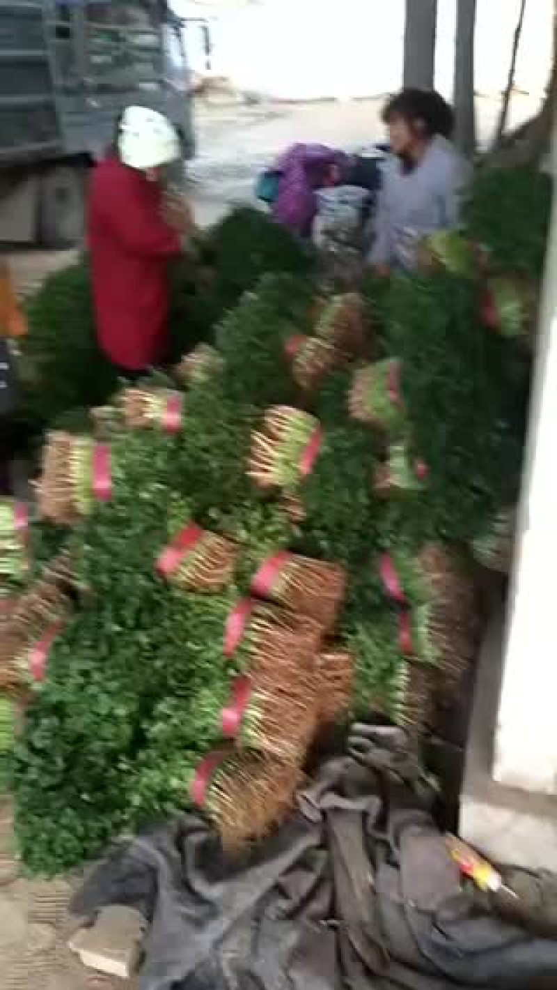 叶菜类香菜