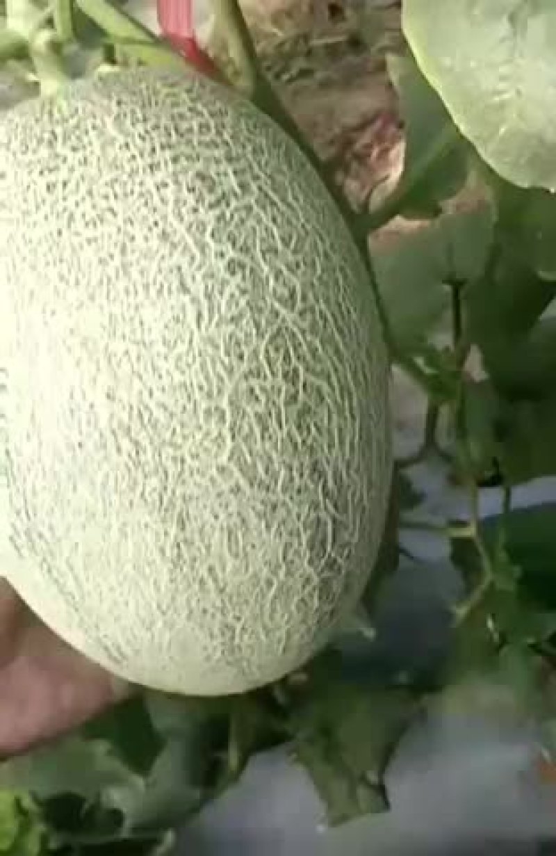 海南25号哈密瓜二长圆形
