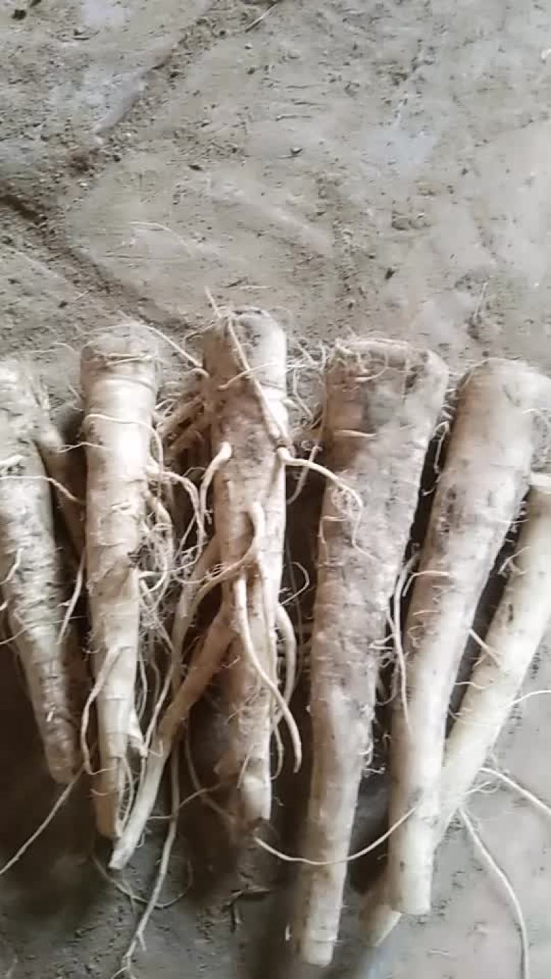 蔓菁