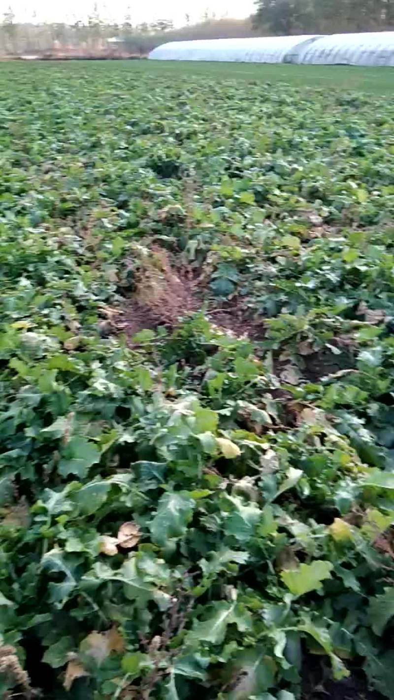水果青萝卜