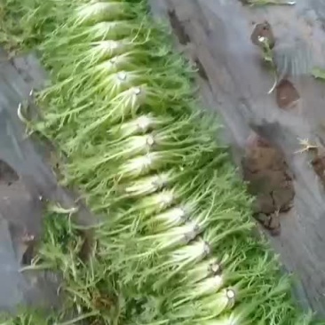 精品苦菊大量上市服务一流质量完美