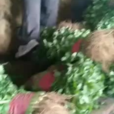 香菜