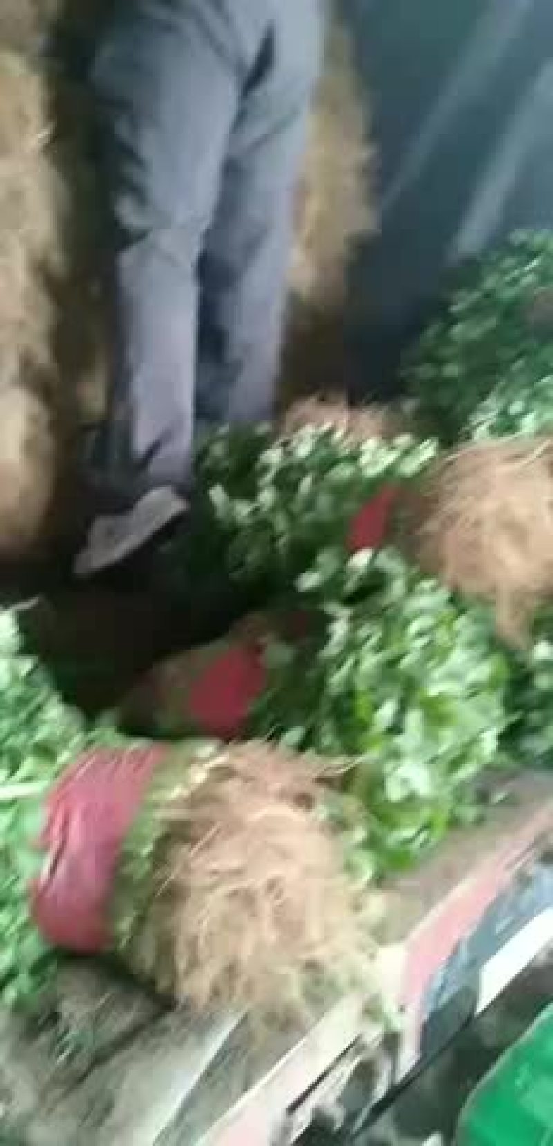 香菜