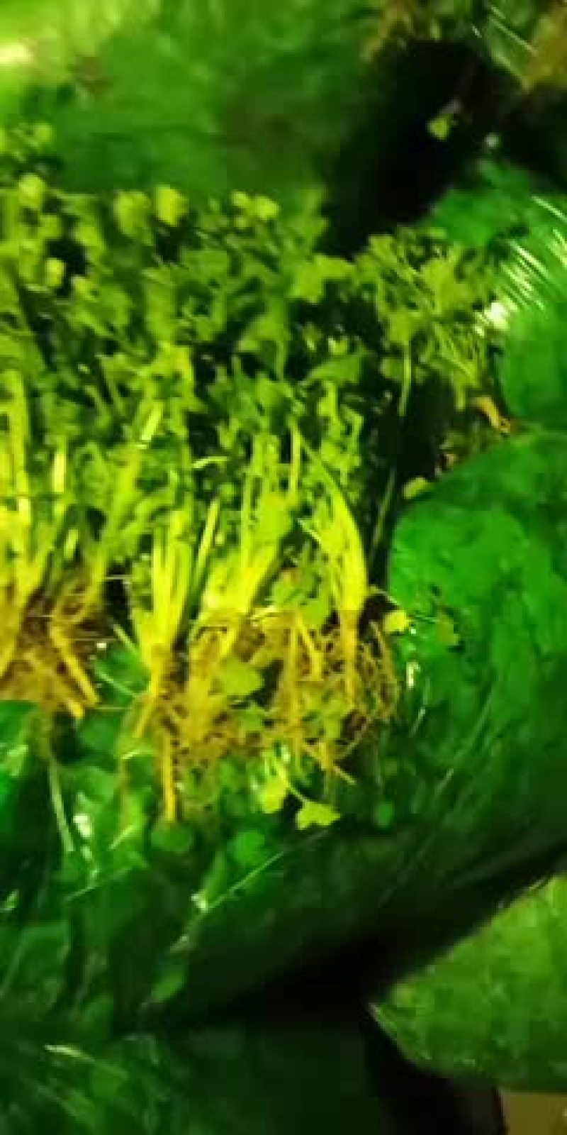 香菜