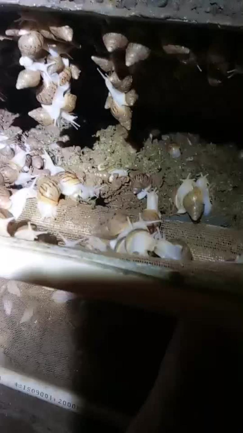 大蜗牛宠物