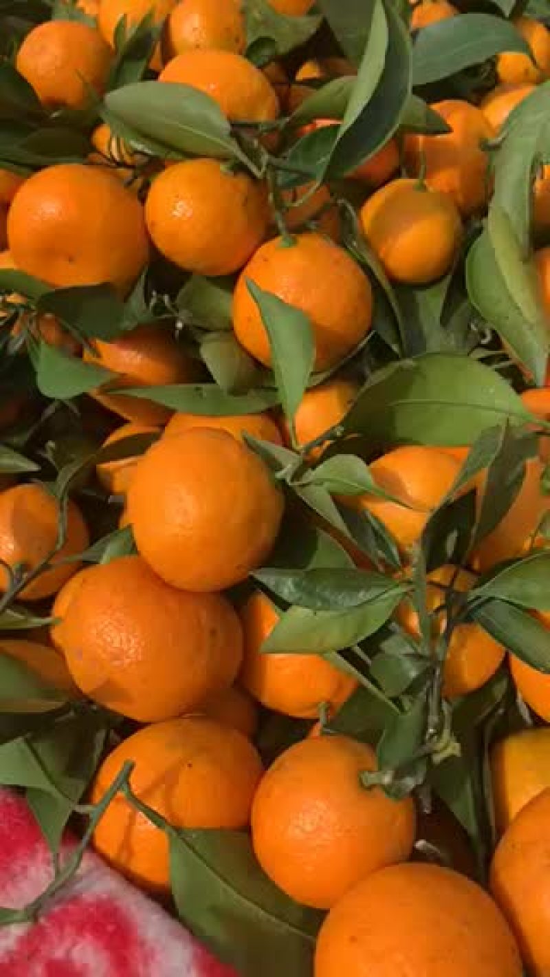 蜜桔