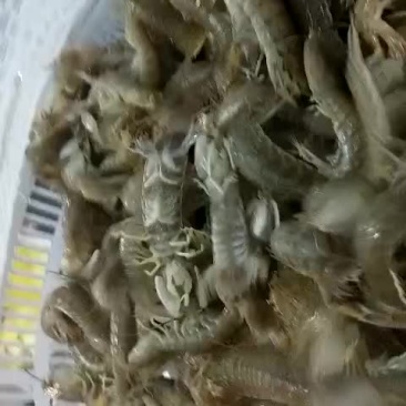 虾爬