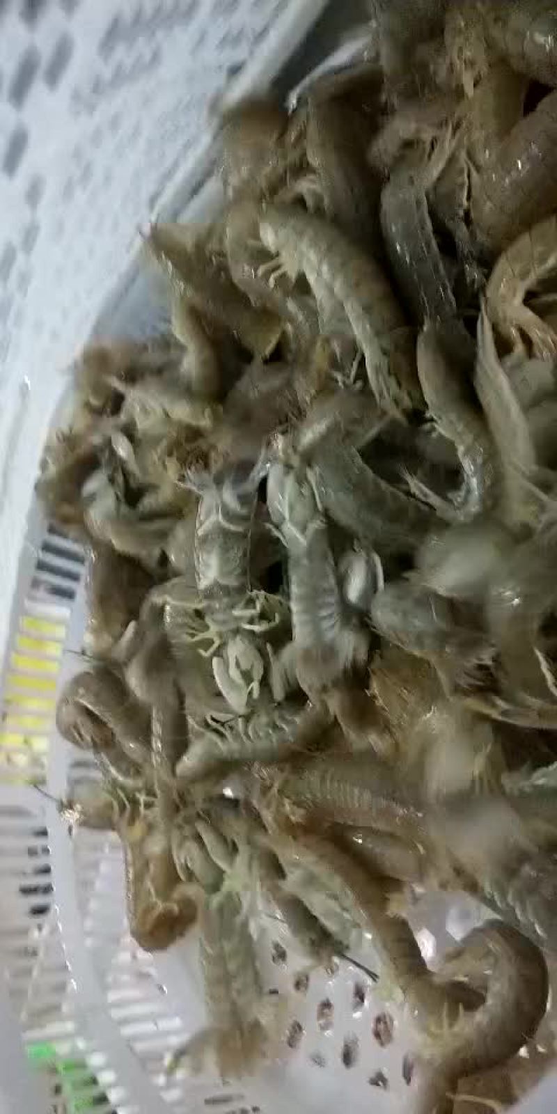 虾爬