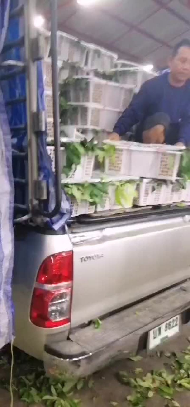 蓝天牌龙眼