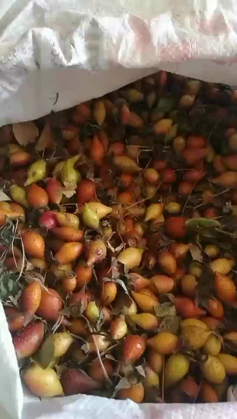 金樱子批发