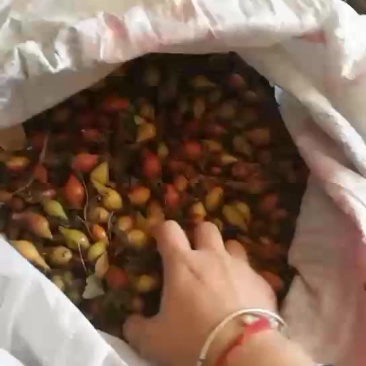 金樱子批发