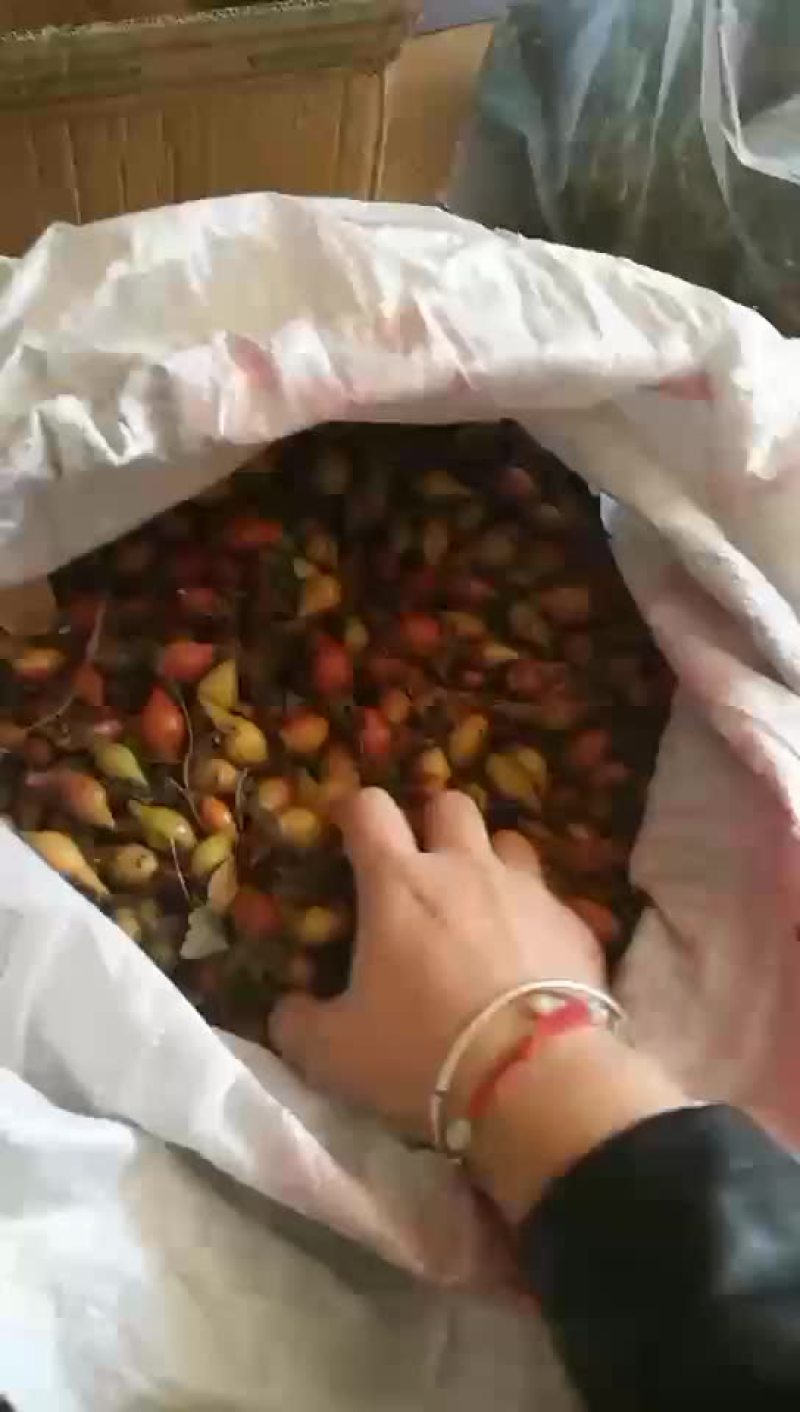 金樱子批发