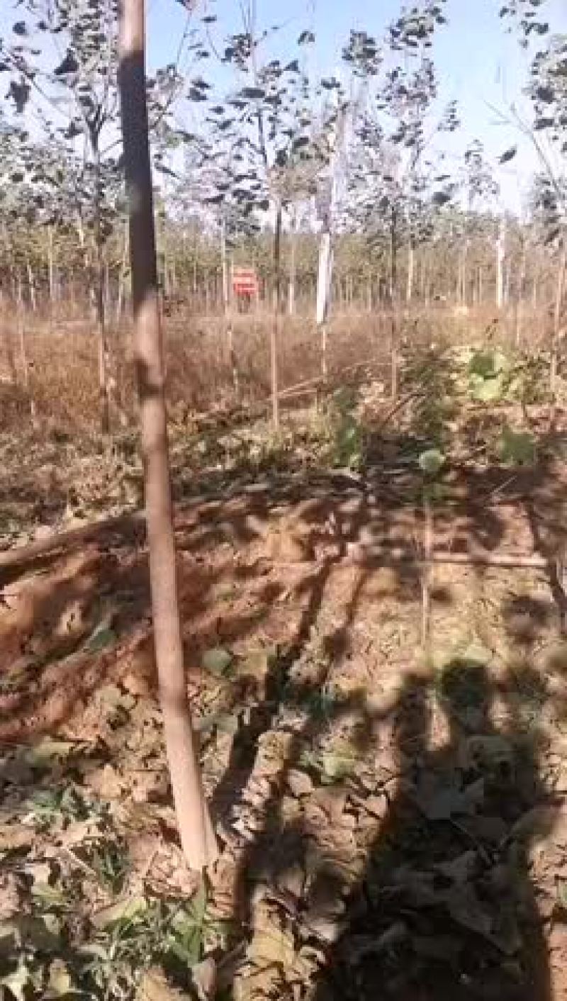 梓树