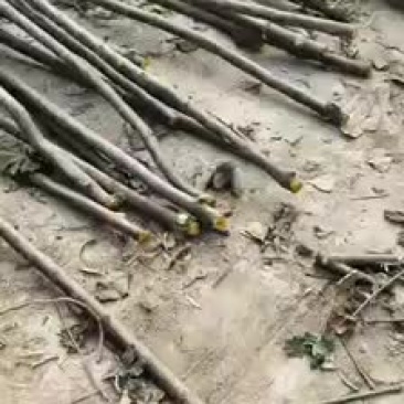 梓树