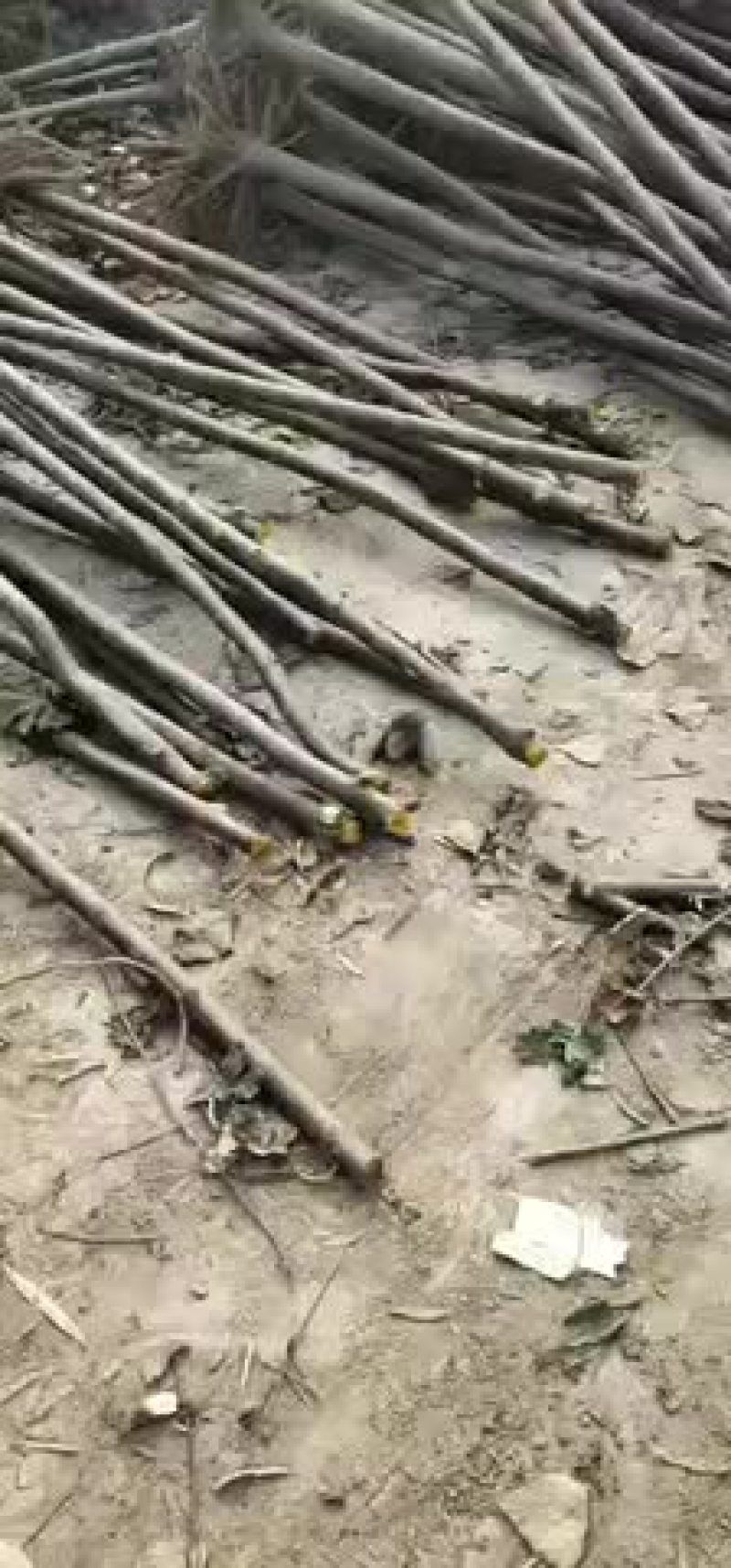 梓树