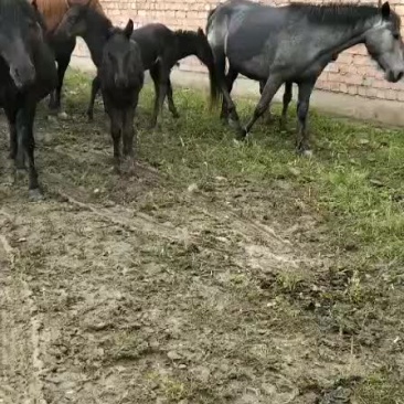 肉马