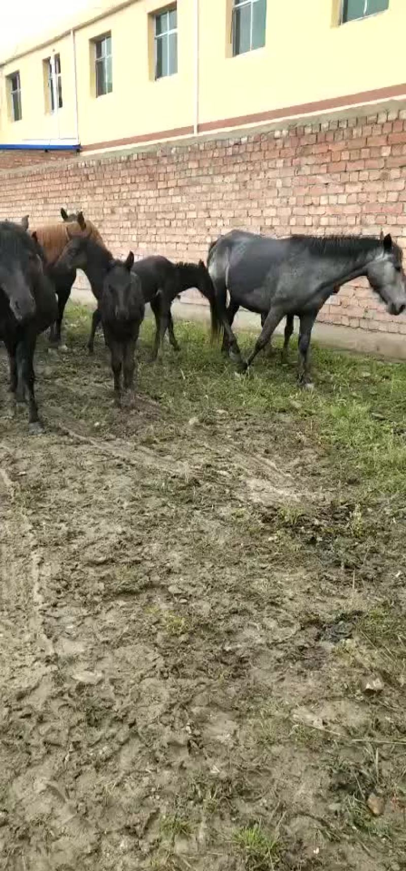 肉马
